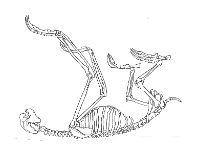 Sloth Digestive System