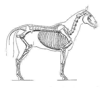 Horse Bones