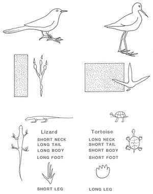 Figure 1. The expression of opposing tendencies in
various animals.