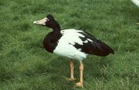 Figure 5b. Magpie goose.