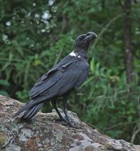 Figure 5a.  White-necked raven.