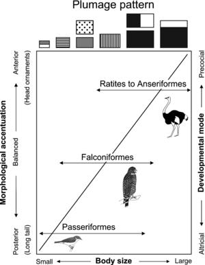 Figure 3.  Trajectory of avian plumage patterns and associated
morphological features.