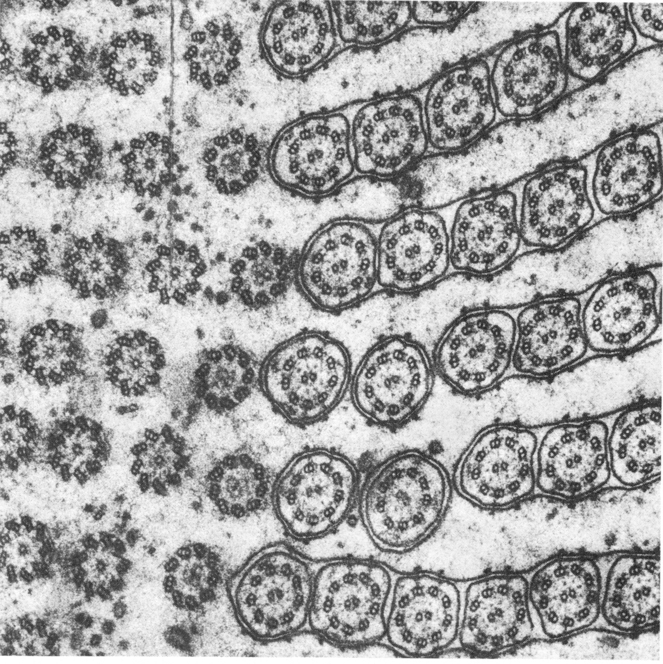 Photograph: cross-section of a ciliate protozoan