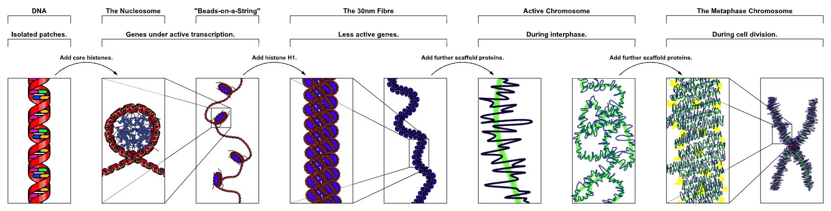 [Images of (1) the double helix; (2) nucleosome; (3)
beads on a string; (4) 30 nanometer fiber; (5) active chromosome; and (6)
the chromosome during cell division.]