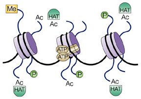 Schematic image of a
nucleosome: histone spool with DNA wrapped around it.